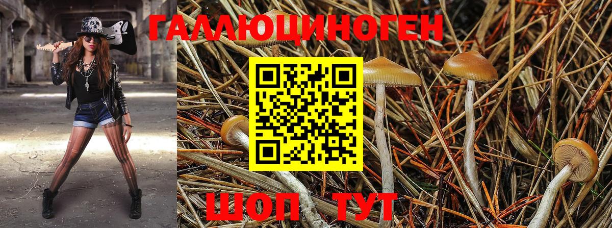 Псилоцибиновые грибы Cubensis Белово